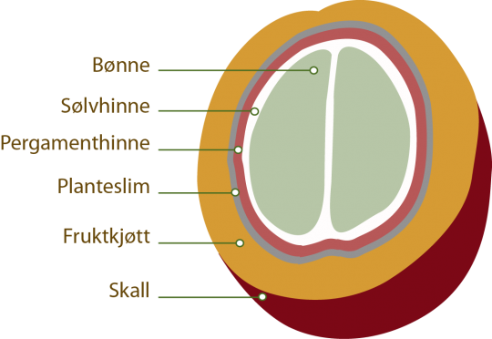 Illustrasjon som viser tverrsnitt av et kaffebær.