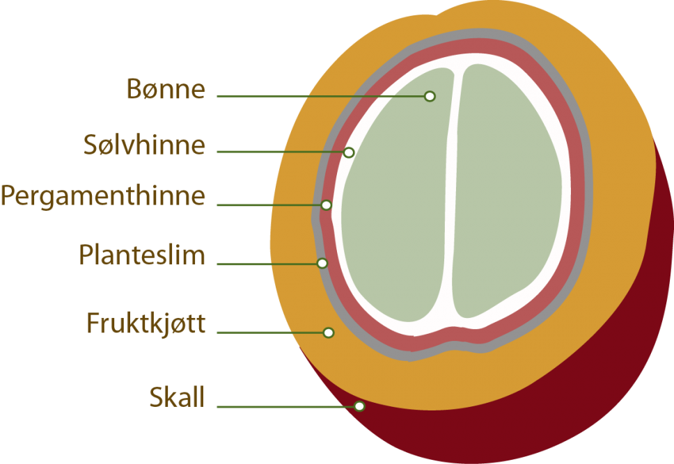 Illustrasjon som viser tverrsnitt av kaffebæret 
